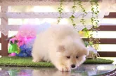 サモエド【栃木県・男の子・2022年4月12日・ホワイト】の写真2