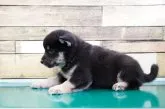 柴犬(標準サイズ)【栃木県・男の子・2020年8月8日・黒】の写真3「9/24」