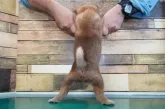 柴犬(標準サイズ)【栃木県・男の子・2020年8月2日・赤】の写真4「9/24」