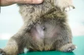 柴犬(標準サイズ)【栃木県・男の子・2021年11月13日・赤】の写真5「12/9」