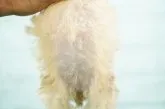 ミックス(父:マルチーズ母:Mロングヘアーダックス【栃木県・女の子・2021年6月19日・シェーデッドイエロー】の写真5「9/16」