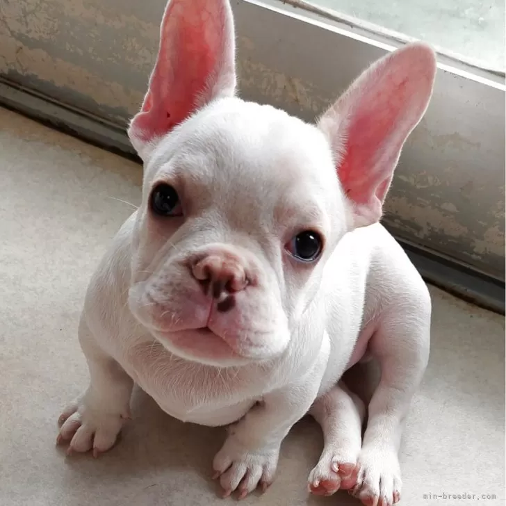 Y.K 様のお迎えした子犬