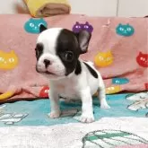 フレンチブルドッグ