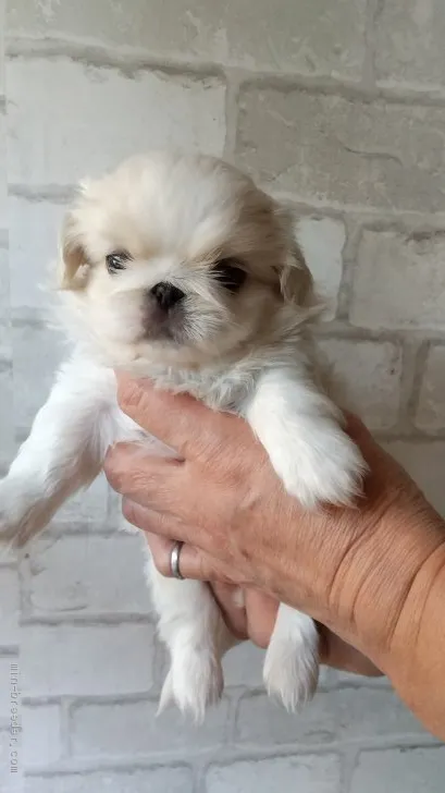 ID:2001-02026の子犬