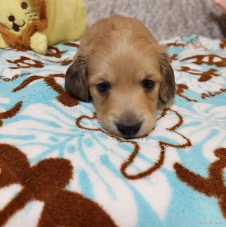ゆずっぺ 様のお迎えした子犬