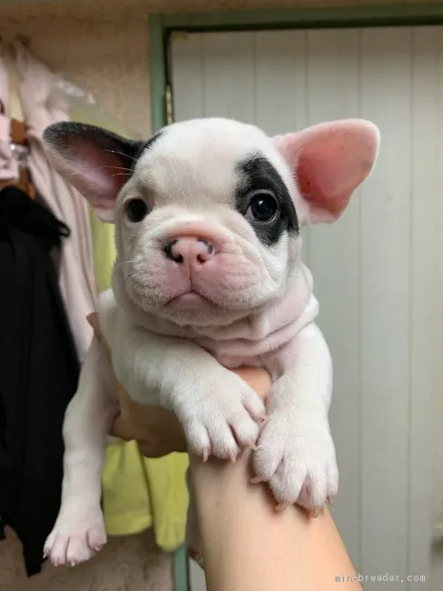 ID：1910-00585の子犬