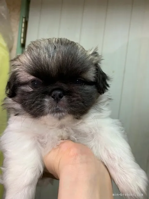 ID：1907-00496の子犬