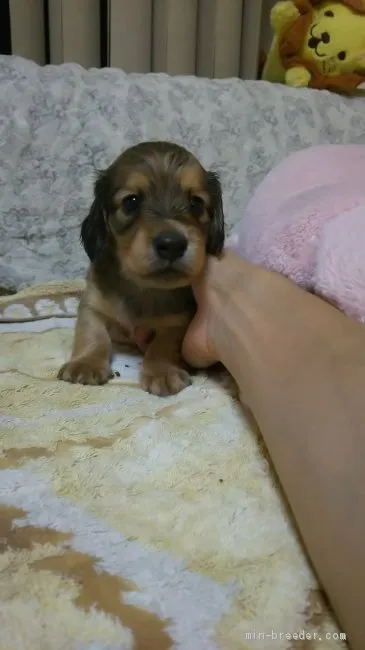 ID：1909-01492の子犬