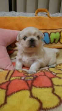 ペキニーズ【東京都・男の子・2018年11月27日・ホワイト】の写真「コンパクトサイズの男の子」