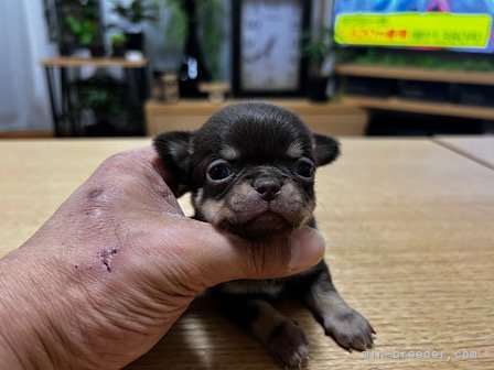 小林栄作ブリーダーのブログ：スムチ〜
