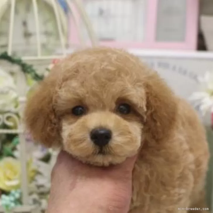 ID:2412-04910の子犬