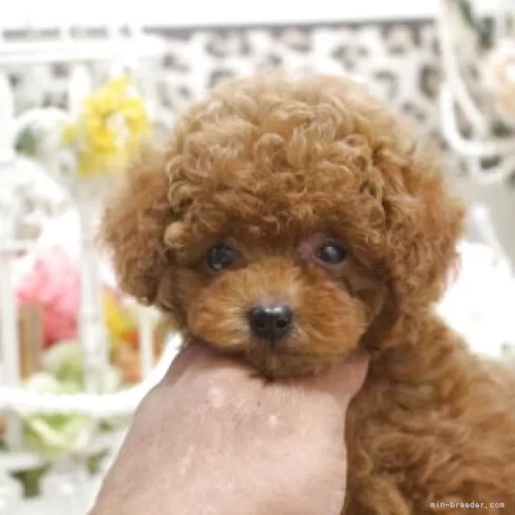 ID：2507-05394の子犬
