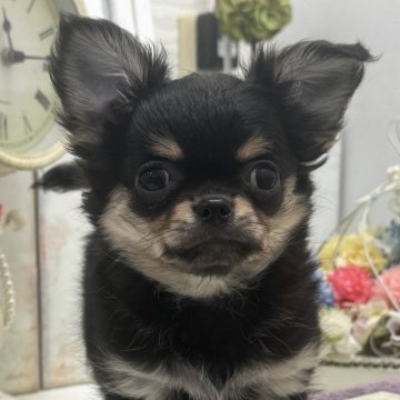 チワワ(ロング)【大阪府・男の子・2025年2月17日・ブラックタン】の写真「お鼻ぺったんこ！！」
