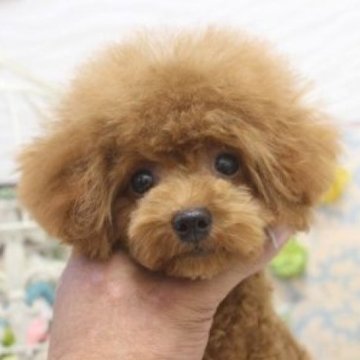トイプードル(ティーカップ)【大阪府・女の子・2025年5月16日・レッド】の写真「ティーカップサイズ確定！！」