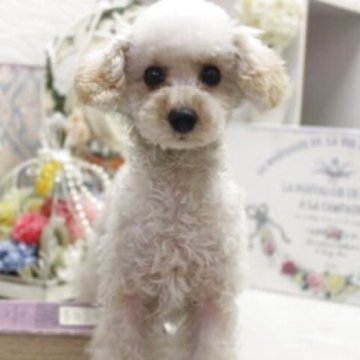 トイプードル(ティーカップ)【大阪府・女の子・2025年5月10日・クリーム】の写真「ティーカップサイズ確定！！」