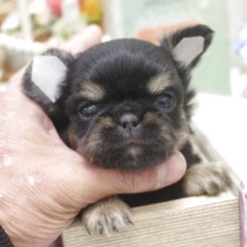 チワワ(ロング)【大阪府・男の子・2025年10月17日・ブラックタン】の写真「鼻ぺちゃっ！！」