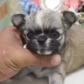 チワワ(ロング)