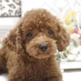 タイニープードル