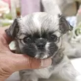 チワワ(ロング)