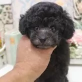 ティーカッププードル