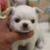チワワ(ロング)
