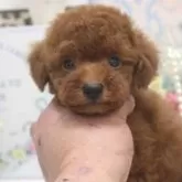 タイニープードル