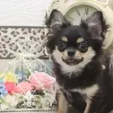 チワワ(ロング)