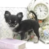 チワワ(ロング)【大阪府・女の子・2025年5月2日・ブラックタン】の写真5