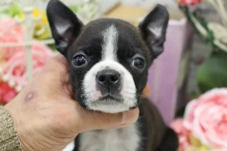 ID：2009-02458の子犬