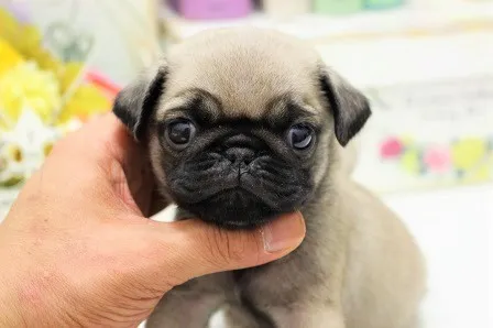 ID：1610-01404の子犬