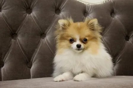 ID：1302-00157の子犬