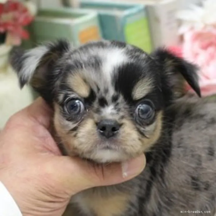 ID：2205-01645の子犬