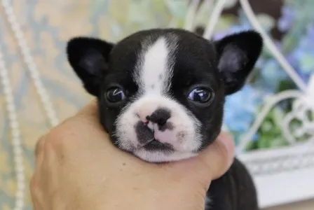 ID:1405-01295の子犬