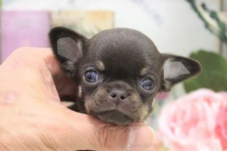 ID：2111-03613の子犬