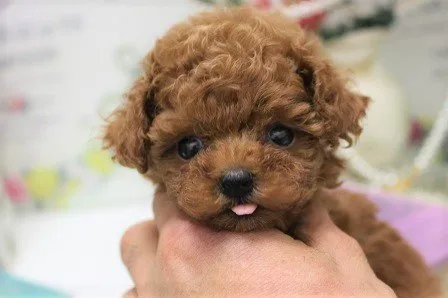ID:1912-01520の子犬