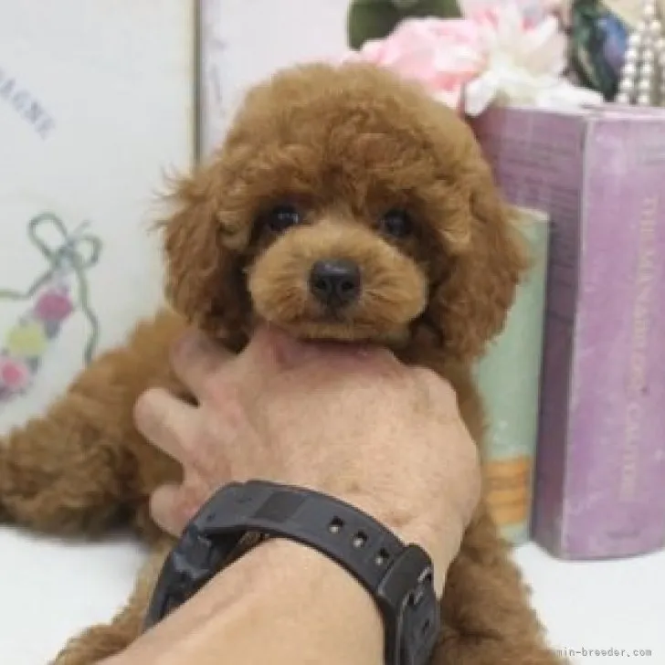 ID:2308-00057の子犬