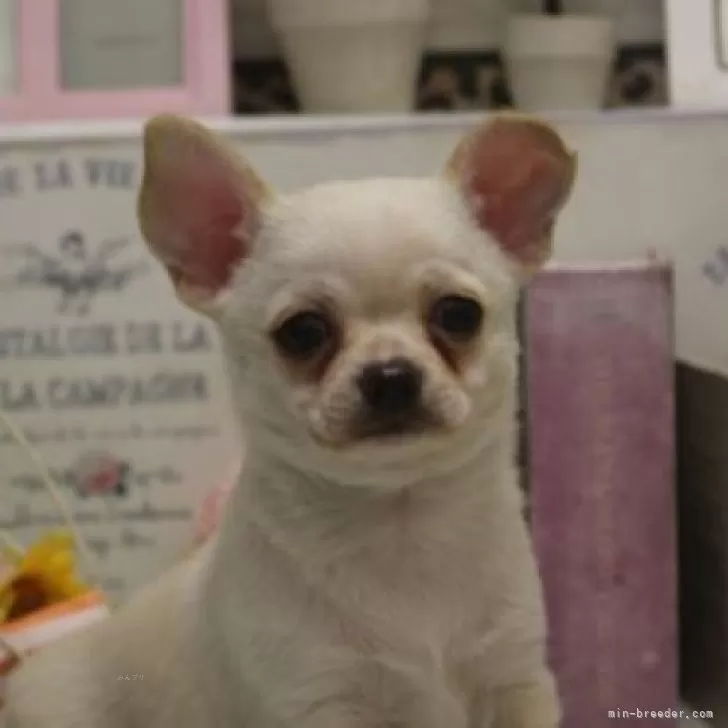 ID:2410-01494の子犬