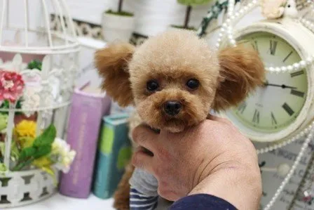ID:1912-02735の子犬