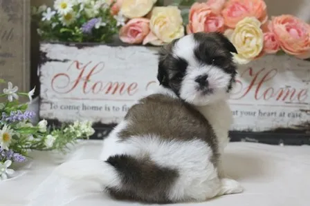 ID：1302-00548の子犬