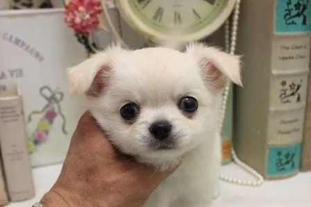 ID：2108-02478の子犬
