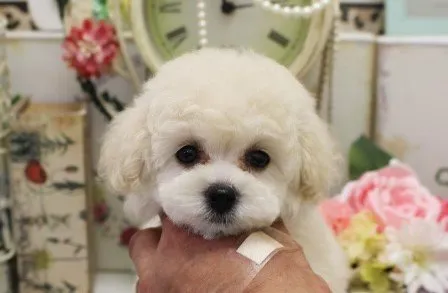 ID:2008-01152の子犬