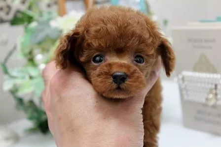 ID：1404-00307の子犬