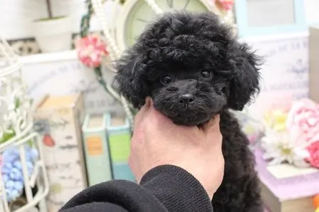 ID：2112-03295の子犬