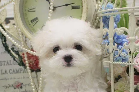 ID：1908-02151の子犬
