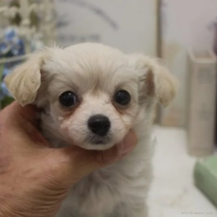 ID:2301-00266の子犬