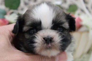 ID:1403-00894の子犬
