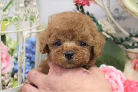 ID：2009-03570の子犬