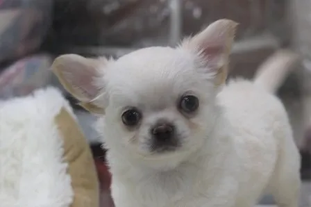 ID：2009-03583の子犬