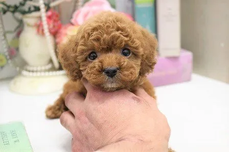 ID:2010-01484の子犬