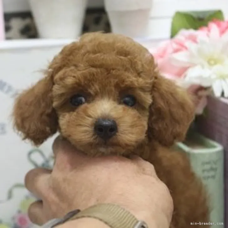 ID:2307-06122の子犬